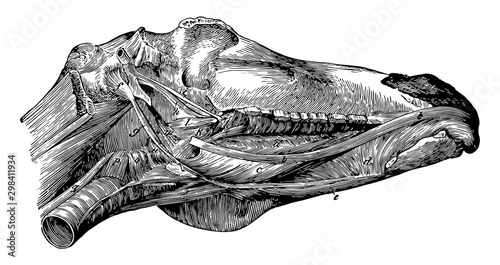 Muscles of the Maxillary Space of a Horse, vintage illustration.