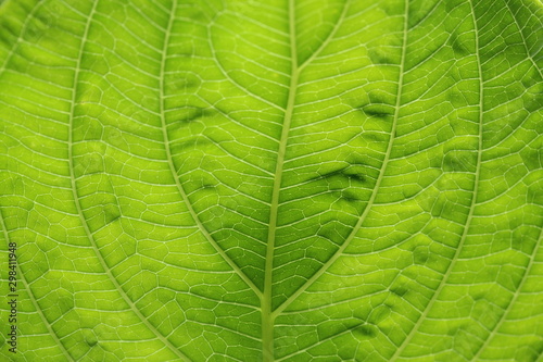 Close-up green leaf texture background.
