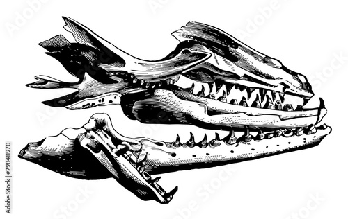 Mosasaurus Jaw, vintage illustration.