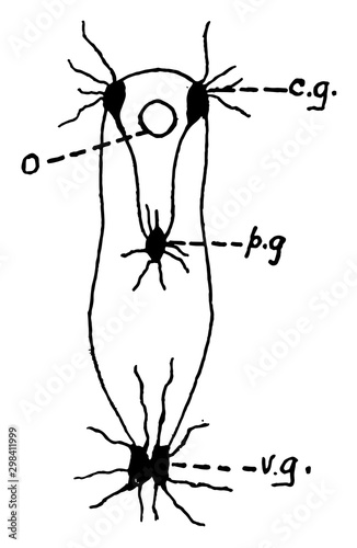 Clam Nervous System, vintage illustration