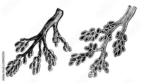 Bronchial Tubes Terminating in Air Vesicles, vintage illustration.