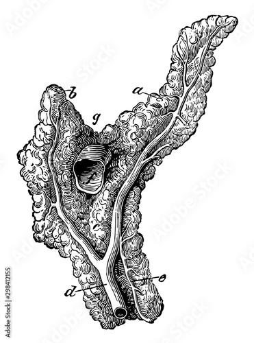 Pancreas of a Horse, vintage illustration.