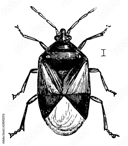 Insidious Flower Bug, vintage illustration.