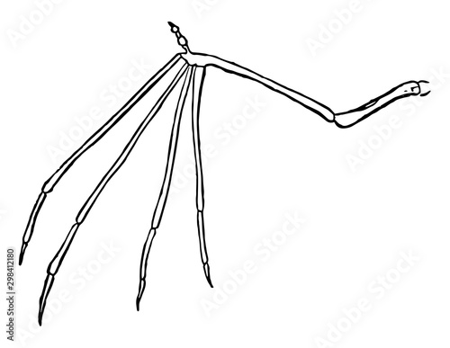 Bat Wing, vintage illustration