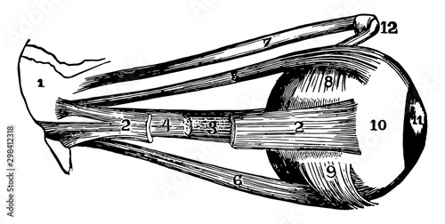 External Muscles of the Pupil, vintage illustration.