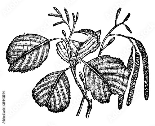 Alder vintage illustration.