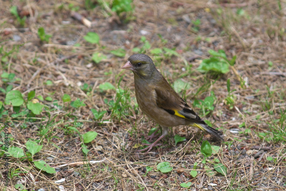カワラヒワ カワラヒワ