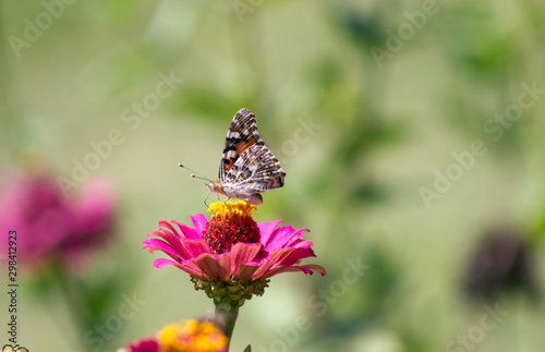 Butterfly sitting on pink, purple flower