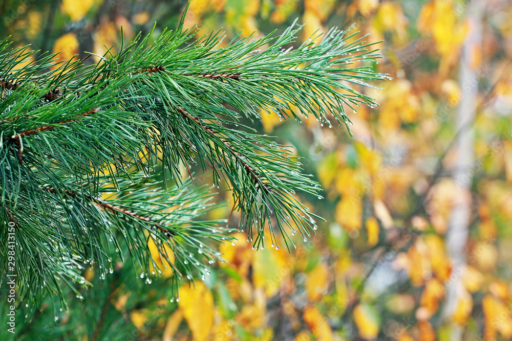 Christmas tree branch with droplets of rosa at the tips of needles, natural background, blurry Christmas tree branch with droplets of rosa at the tips of needles, natural background, blurry