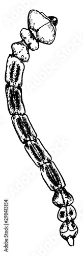 Pear Borer, vintage illustration. photo