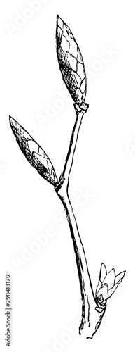 Beech Branch vintage illustration.
