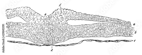 Cells of an Embryo Chick, vintage illustration.