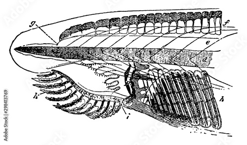 Brachiostoma, vintage illustration.