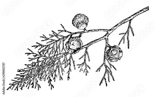 Branch of Cupressus Goveniana vintage illustration.