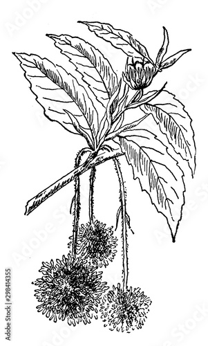 Beech Flower vintage illustration.