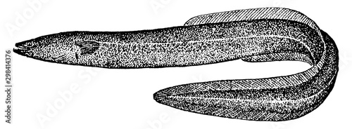 Common Eel, vintage illustration.