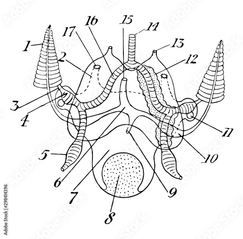 Cuttlefish Circulatory and Excretory Systems, vintage illustration