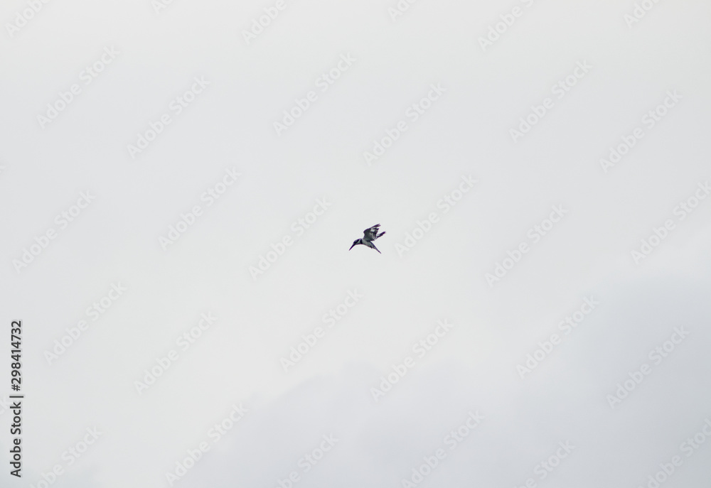 Fototapeta premium Bird in flight against sky