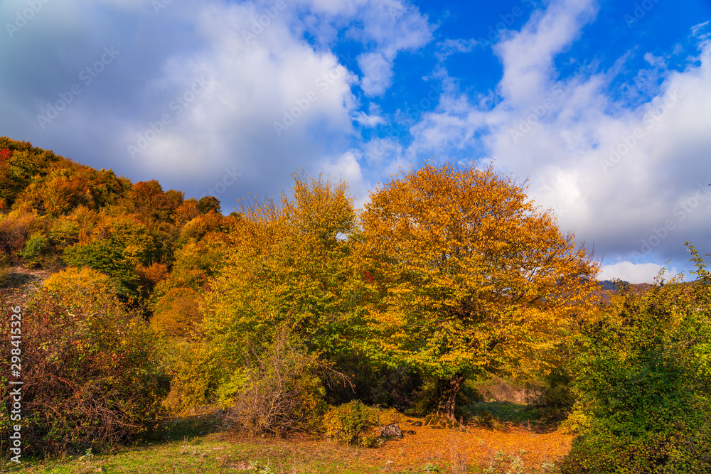 Beautiful autumn trees with yellow leaves in the highlands Beautiful autumn trees with yellow leaves in the highlands