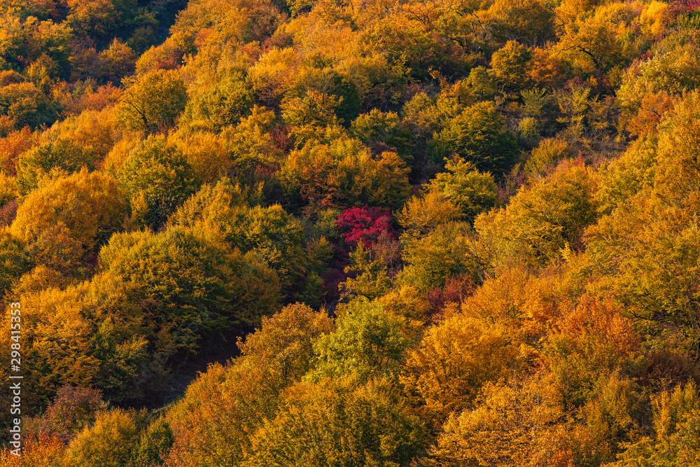 Colorful autumn mountain forest background