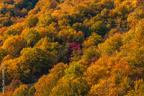 Colorful autumn mountain forest background