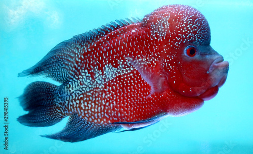Flowerhorn cichlids or luohan fish in the aquarium.