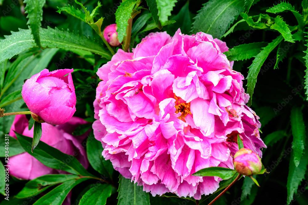 One large delicate pink magenta peony flower in shadow with blurred green leaves background in a garden in a sunny spring day in Scotland, United Kingdom