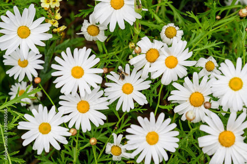 White Leucanthemum vulgare flowers, commonly known as the ox-eye daisy, oxeye daisy, dog daisy, in a sunny summer day in Scotland, United Kingdom © Cristina Ionescu
