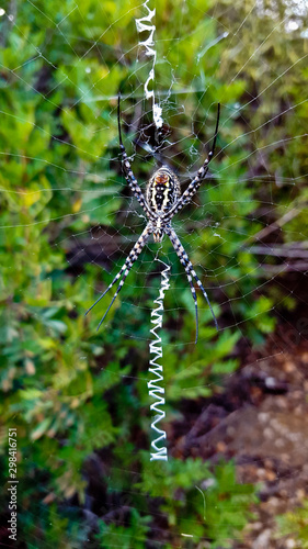 spider on its web