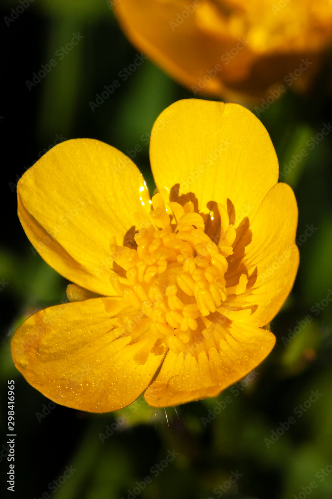 Sumpfdotterblumen Makro Sumpfdotterblumen Makro