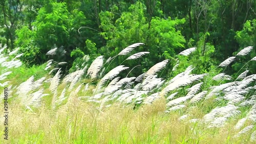brown grass flowers swing by wind in the green field background