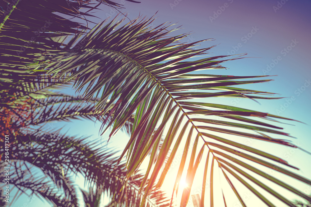 Toned palm tree branch against blue sky background in sunny clear day, tropical texture and exotic background