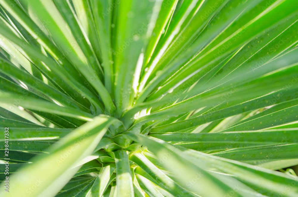 green leaf on blurred green background with copy space for text. green leaf on blurred green background with copy space for text.