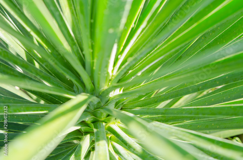 green leaf on blurred green background with copy space for text.