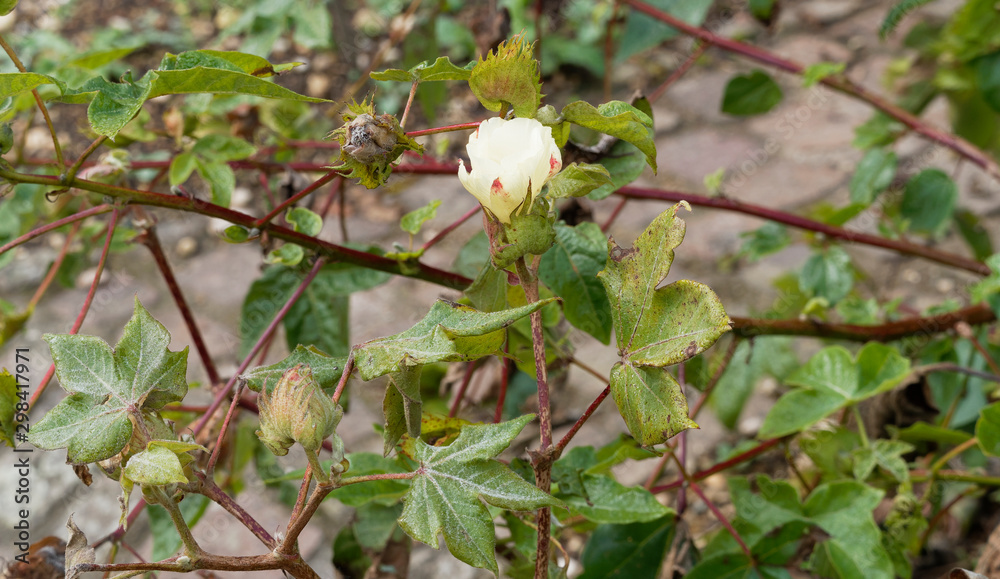 Fleur jaune et blanche maculée de rouge du cotonnier créole sur tiges rougeâtre (Gossypium barbadense) Fleur jaune et blanche maculée de rouge du cotonnier créole sur tiges rougeâtre (Gossypium barbadense)