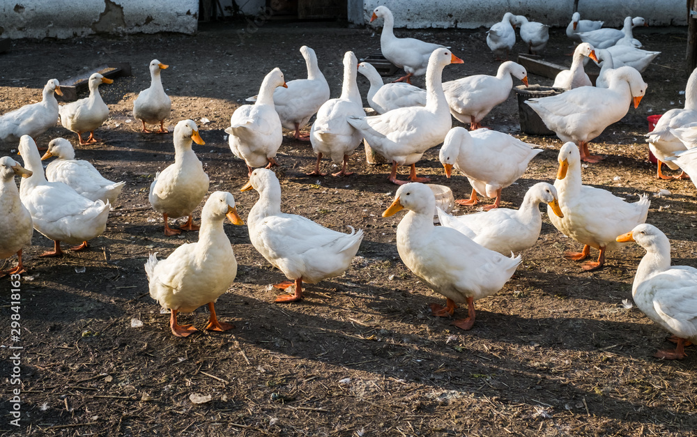 Domestic white goose on a rural farmyard on a autumn day Domestic white goose on a rural farmyard on a autumn day