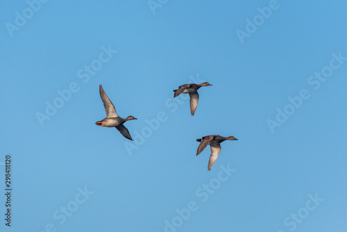 Three gadwalls as they fly