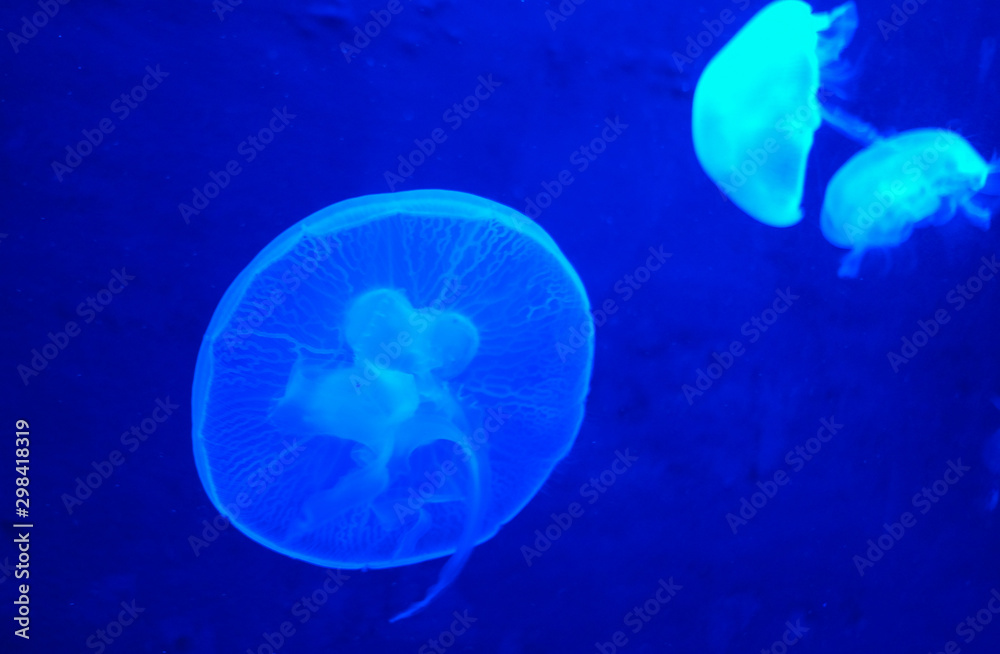 水族館 水族館