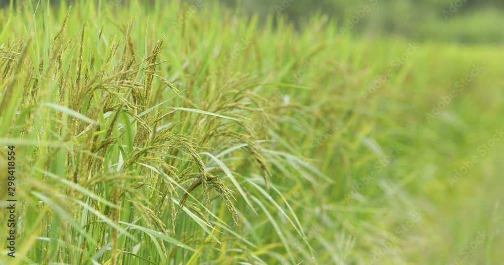 Stock video beautiful green rice field. Beautiful blown wind.,rice ears,Thailand, Laos, Vietnam. Stock video beautiful green rice field. Beautiful blown wind.,rice ears,Thailand, Laos, Vietnam.