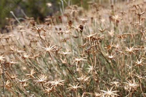 The Southern Mojave Desert hosts numerous native plants, such as this elegant competitor of Joshua Tree National Park, commonly as San Felipe Dyssodia, and botanically as Adenophyllum Porophylloides. photo