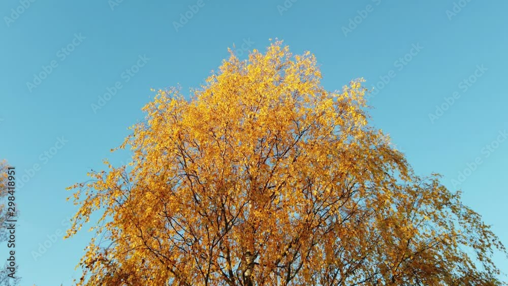yellow birch tree autumn foliage against blue sky yellow birch tree autumn foliage against blue sky