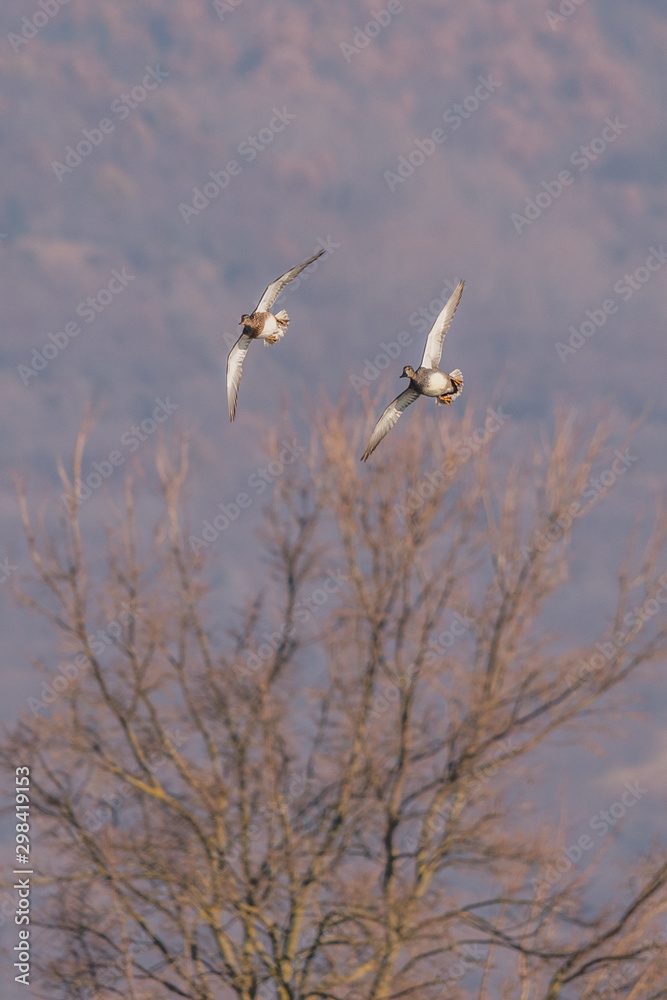 Two gadwall ducks as they turn while flying Two gadwall ducks as they turn while flying