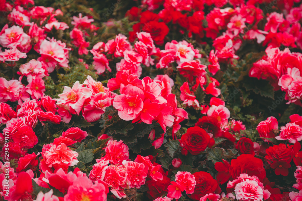 autumn red flowers grow in the city as decoration, nobody autumn red flowers grow in the city as decoration, nobody