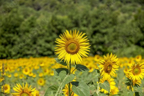 Big Yellow Sunflower On A Field