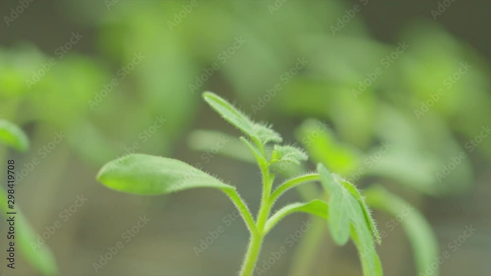 young plants are growing in soil on seedling pot plate, watering by spraying to the small tamomo plants, close up with details on water dew, safety food, nature, environment and ecology concept. young plants are growing in soil on seedling pot plate, watering by spraying to the small tamomo plants, close up with details on water dew, safety food, nature, environment and ecology concept.