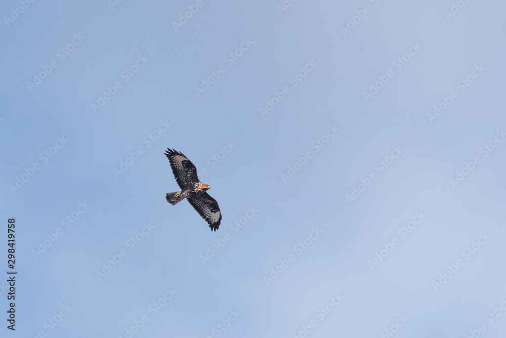 A common buzzard flying underside view A common buzzard flying underside view