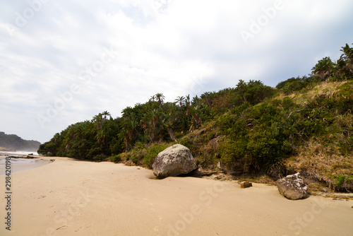 Rock and trees on beach