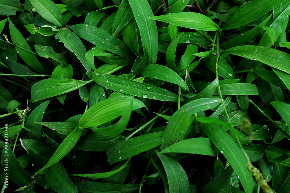 Green plant in the garden. Fresh green leaves with dew Green plant in the garden. Fresh green leaves with dew