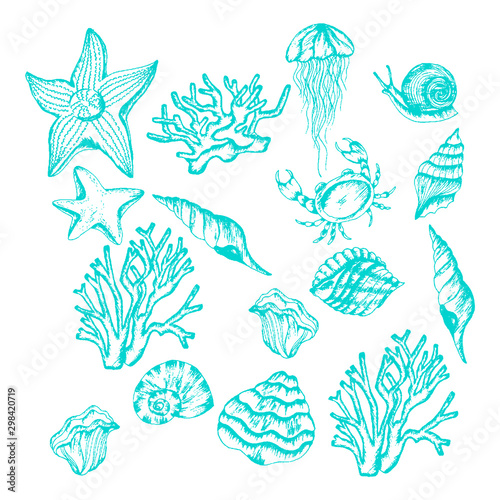 Marine Turquoise Blue Creatures and Species Vector Set