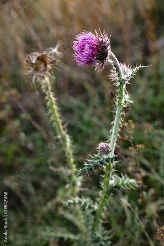 thistle in a field